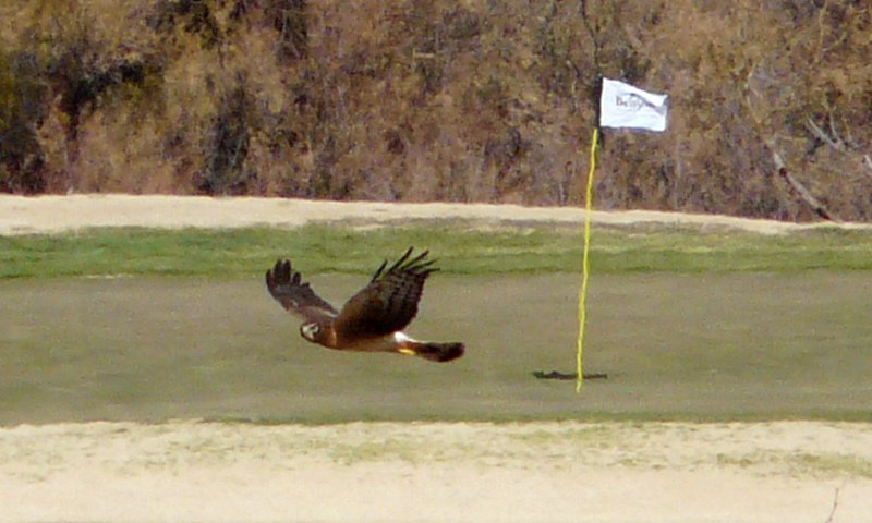 Benson, AZ - Dec. 19, 2011 - No, it's not an eagle.