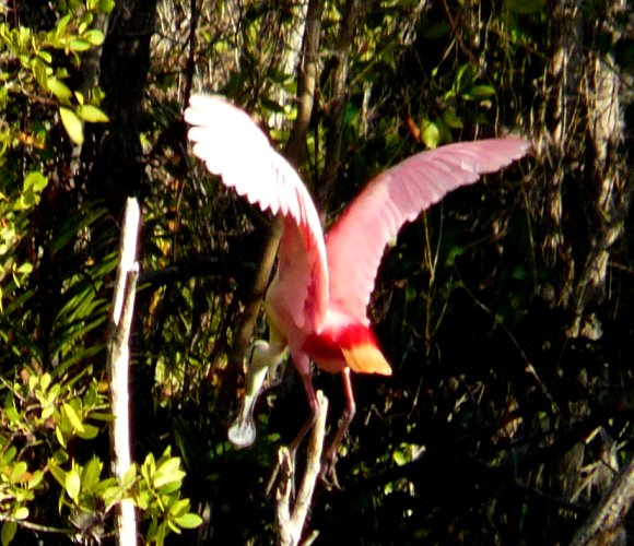 Mrazek Pond, Everglades National Park, FL - Jan. 12, 2013