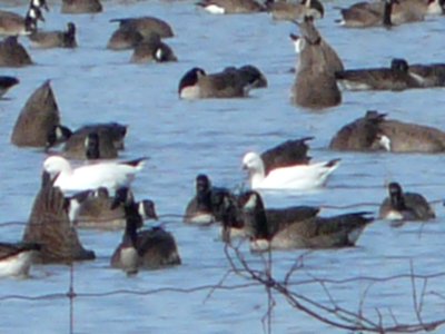 Twin Elm, ON - March 20, 2011 - with Canada Geese