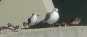 Sanibel Island Causeway, FL - Jan. 14, 2013 - winter plumage (either side of gulls)