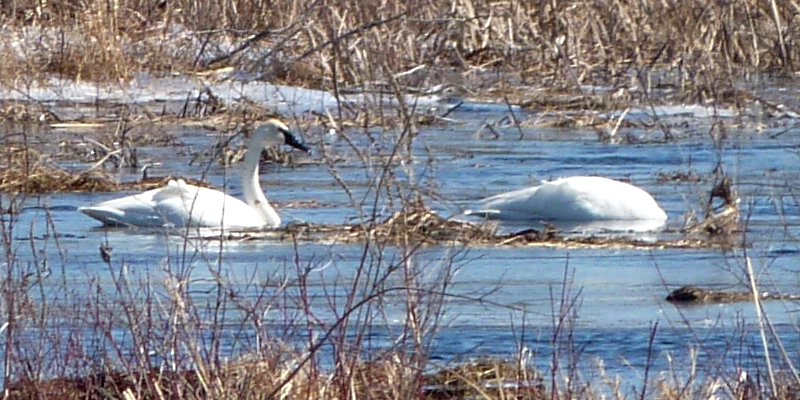 Jock River, SE of Carleton Place, ON - March 27, 2011