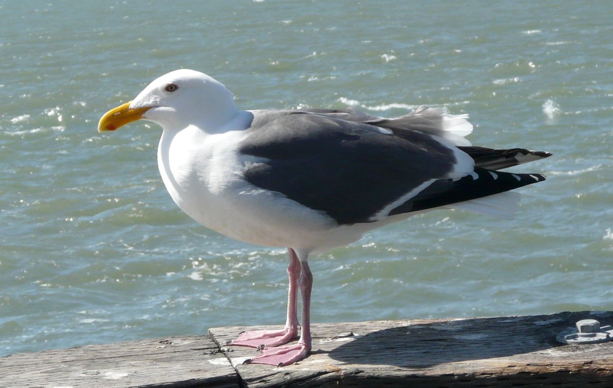 San Francisco, CA - May 1, 2013 - adult breeding plumage