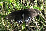 Black Swallowtail worn