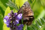 Juvenal's Duskywing f