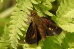 Mulberry Wing - female