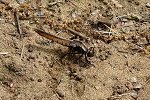 Chalk-fronted Corporal f