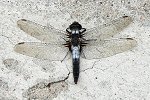 Chalk-fronted Corporal m