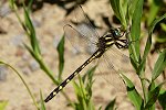 Delta-spotted Spiketail m