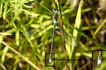 Lyre-tipped Spreadwing m (L)