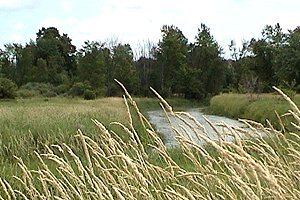 View of pond at Marais des Laîches East