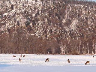 White-tailed Deer along the Escarpment