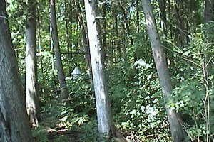 Woodland at the Museum Feeders