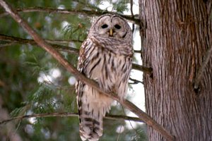 Barred Owl at Museum Feeders - Photo courtesy Susan Goods