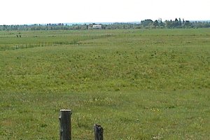 Sedge Wren Meadow on Trudeau Lane