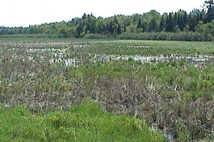 Marsh at Bristol Mines and Norway Bay Roads