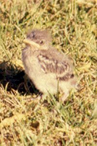 Young Northern Mockingbird