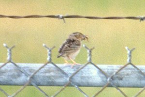 Grasshopper Sparrow on Airport Fence