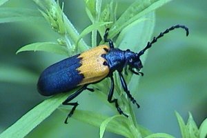 Long-horned Beetle (Desmocerus palliatus) - alder borer - July 17, 2005 at this site