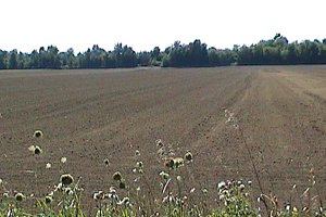Recently Cultivated Field along Boundary Road