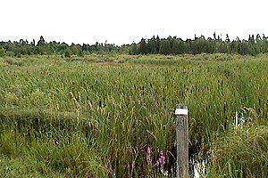 View of the Marsh on Harnett Road
