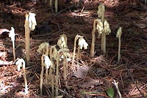 Indian Pipes along the Paden Road Trails