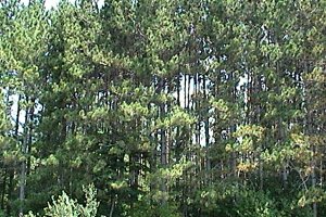 Pine Plantation near Haydons Creek