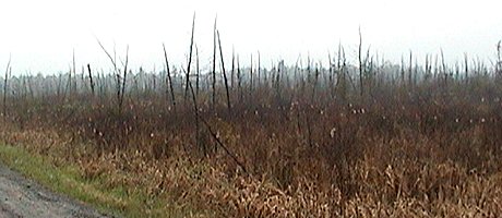 View of Wooded Swamp from Derry Sideroad