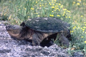 Snapping Turtle Laying Eggs along Cassels Street