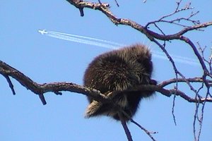 Porcupine Sleeping Under Flight Path