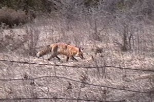 Red Fox along Berry Side Road