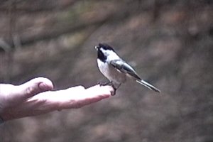 Bird Feeder at the Jack Pine Trail