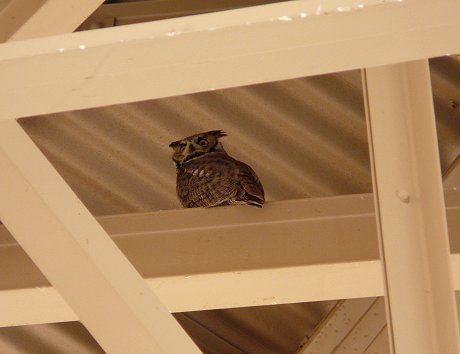 Great Horned Owl - April 3, 2010