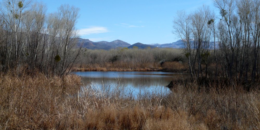 View from the Nature Conservancy's building at San Pedro River Preserve - Jan. 2, 2011