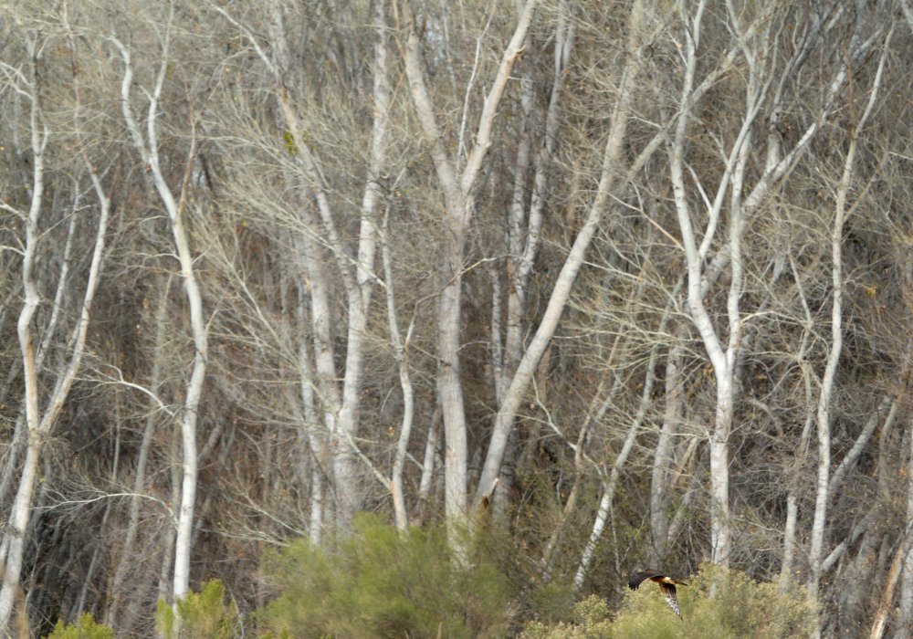 Northern Harrier patrolling the edge of the riparian cootonwood habitat along the San Pedro River, San Pedro River Preserve - January 2, 2011