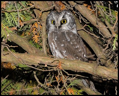 Boreal Owl - Owl Woods, Amherst Island - Dec. 16, 2008 - photo courtesy Saul Bocian