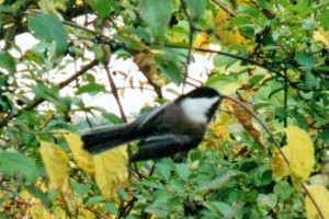  Ottawa Birding Eco-News