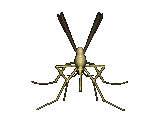The Vicious Mosquito