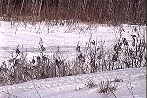 Flock of Common Redpolls