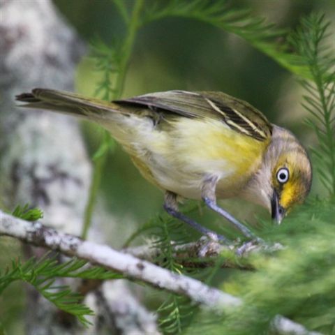 White-eyed Vireo - photo by Brian Young