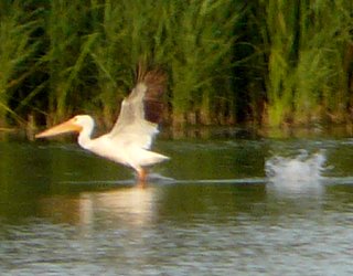 American White Pelican - Moodie Drive Quarry Pond, south of Ottawa, ON - Aug. 20, 2008