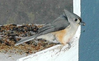 Tufted Titmouse - Russell, ON - Dec. 7, 2008 - Robert Auger