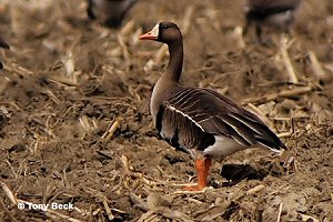 Greater White-fronted Goose - c. Richmond, ON - Apr. 26, 2007 - Photo courtesy Tony Beck