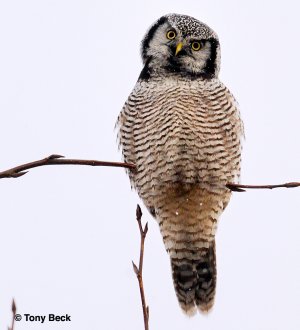 Northern Hawk-Owl - c. Masham, QC - Nov. 18, 2008 - Tony Beck