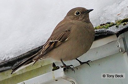 Townsend's Solitaire - Millbrook Crescent, Ottawa, ON - Dec. 29, 2007 - Photo courtesy Tony Beck