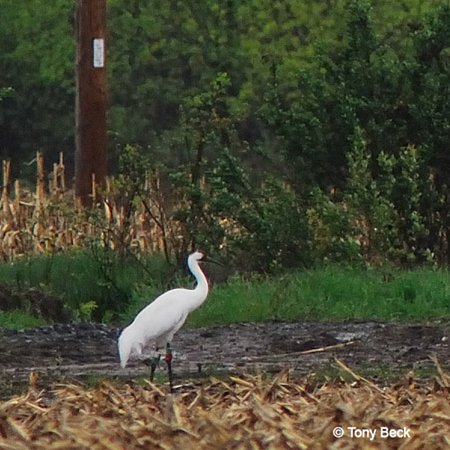Whooping Crane - Timm Drive, Nepean, ON - May 16, 2007 - Photo courtesy Tony Beck