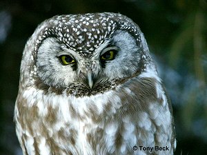 Boreal Owl - Nepean, ON - Jan. 15, 2005 - photo courtesy Tony Beck