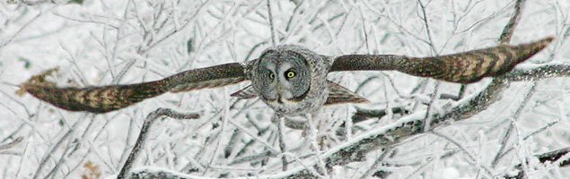 Great Gray Owl - Hull, QC - Dec. 4, 2004 - photo courtesy Wilson Hum