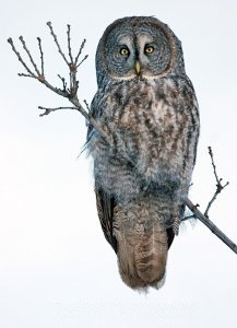 Great Gray Owl - Limoges, ON - Jan. 22, 2006 - Photo courtesy Wilson Hum
