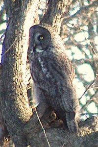 Great Gray Owl - Shirleys Bay, ON - Jan. 1, 2005