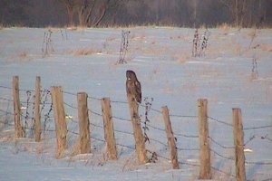 Great Gray Owl - Woodlawn, ON - Feb. 5, 2005